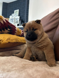 Female Chow Chow puppy for Sale