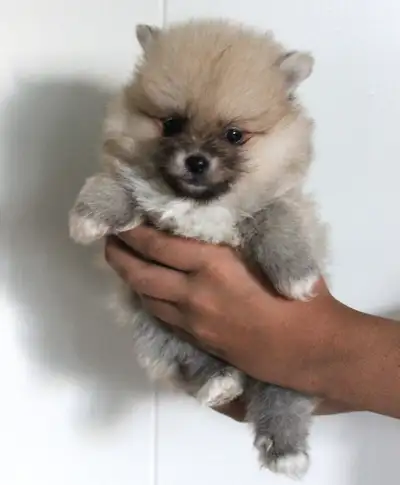 **Teddy Pomeranian Puppies – 2 Males & 1 Female Available!** We have three absolutely adorable Teddy...