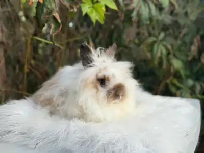 Neutered lionhead rabbits, View more
