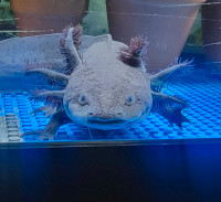 Complete axolotl setup