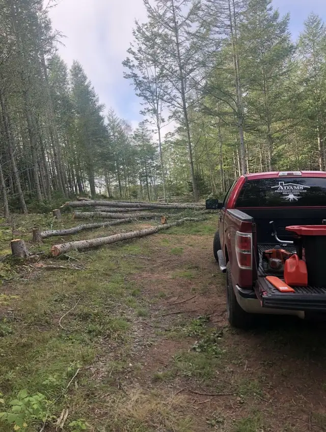 Tree service and Stumping  in Lawn, Tree Maintenance & Eavestrough in Charlottetown - Image 4