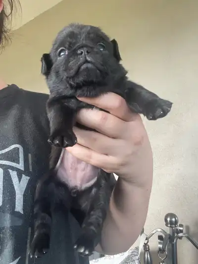 Long haired Pug puppy, View more