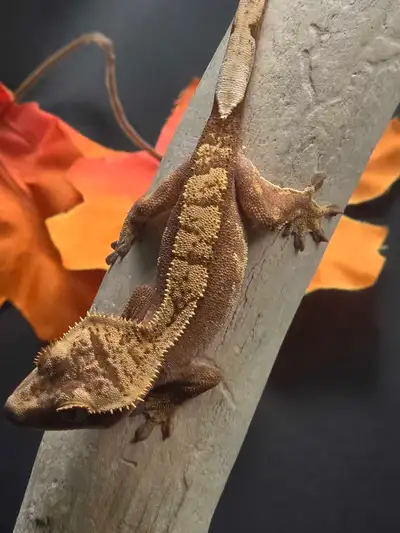 Juvenile Crested Gecko , View more