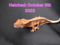SELLING BEAUTIFUL BABY CRESTED GECKO CHEAP!!