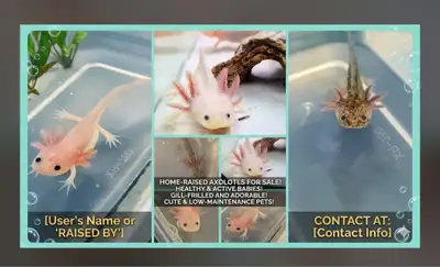 Adorable Home-Raised Baby Axolotls - Healthy & Active! Description: Looking for a unique and charmin...