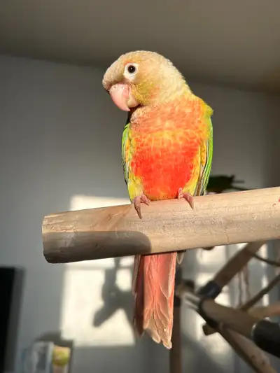 High red pineapple split lutino baby handfed super sweet parrot, View more
