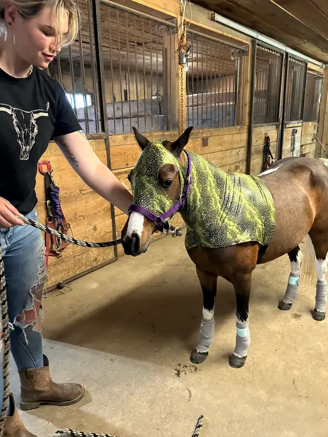 miniature mare for sale in Horses & Ponies for Rehoming in Oshawa / Durham Region - Image 5