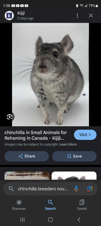 Looking for 2 chinchillas