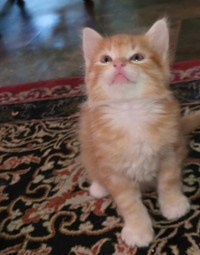 Orange Male Kitten 