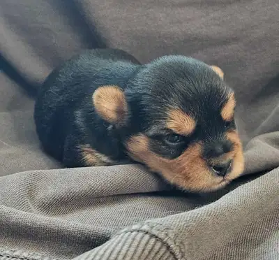 Morkie Puppies, View more