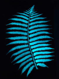 Oak Plaque w/ engraved Glowing Fern 