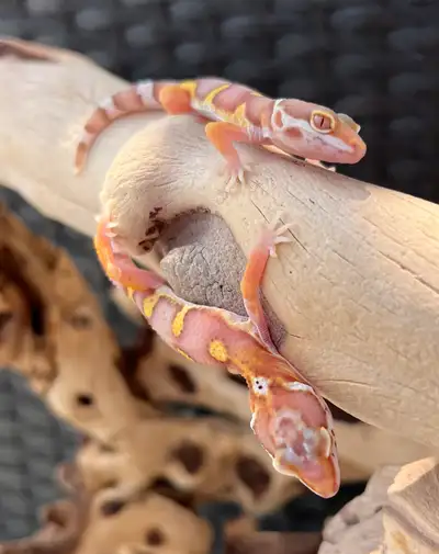 Unsexed babies. Pick up only in Beamsville. No trades. No holds. Selectively Bred over generations t...