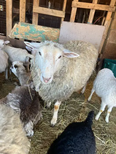 3 Ewes and a Ram Lamb, View more