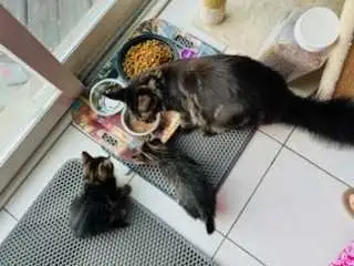 Vaccinated Siberian kittens-on-site parents, View more