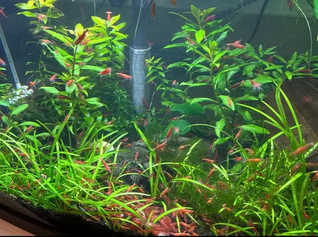 crevette Red Cherry  in Fish for Rehoming in Saint-Jean-sur-Richelieu - Image 2