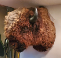 Bison shoulder mount 