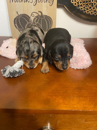 Weiner dogs for sale 