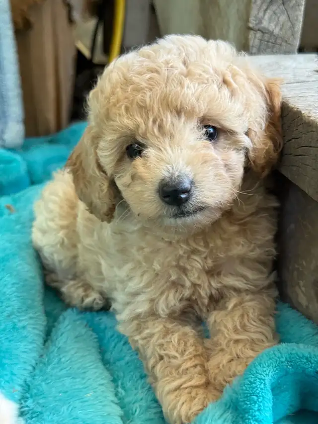 Poodle puppies in Dogs & Puppies for Rehoming in Penticton - Image 6