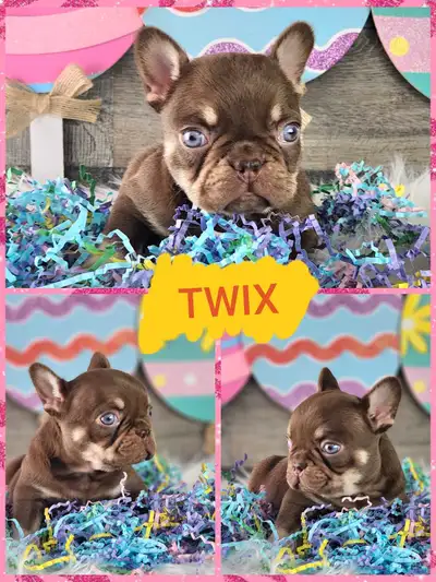 Big Edge Bulldogs is excited to announce we have the most beautiful Chocolate babies available! 5 bo...