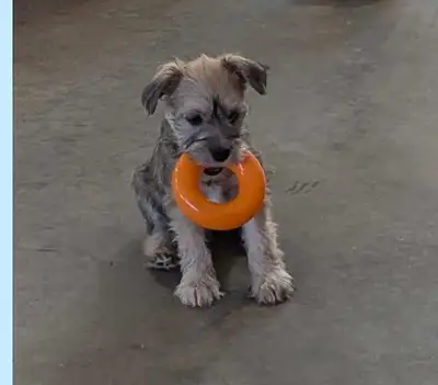 Oreo's puppies -Born Jan.5/25. Beautiful easy going and playful, these puppies will give you lots of...