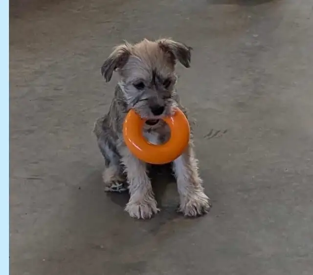 Schnauzer/ Havanese puppies for sale in Dogs & Puppies for Rehoming in Winnipeg - Image 3