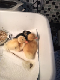 purebred Magpie ducklings