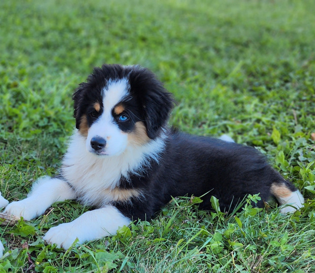 AKC Miniature American Shepherd Ready now! | Dogs & Puppies for Rehoming |  City of Toronto | Kijiji