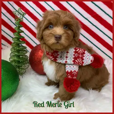 Stunning Havapoo Puppies! Nonshedding and Adorable! SOLD, View more