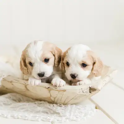 We have 4 Cavachon puppies looking for their forever families! We currently have 2 males and 2 femal...