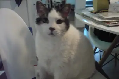 Visite (de gardiennage) à domicile pour votre chat, View more