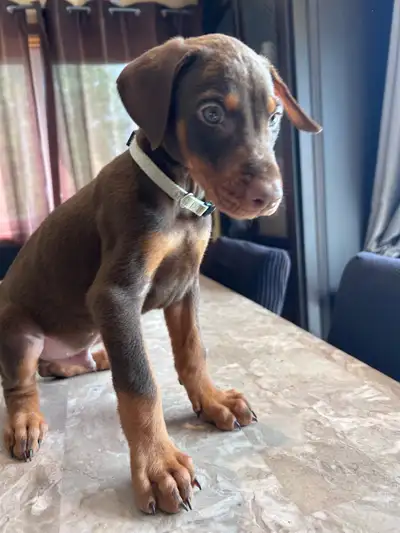Doberman puppies *Male left* We have a beautiful litter of Doberman puppies ready for their forever...