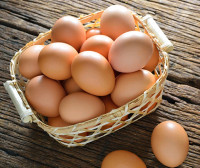 Oeufs Fécondés Fertilized Eggs Poule Pondeuse Coq a Chaire 