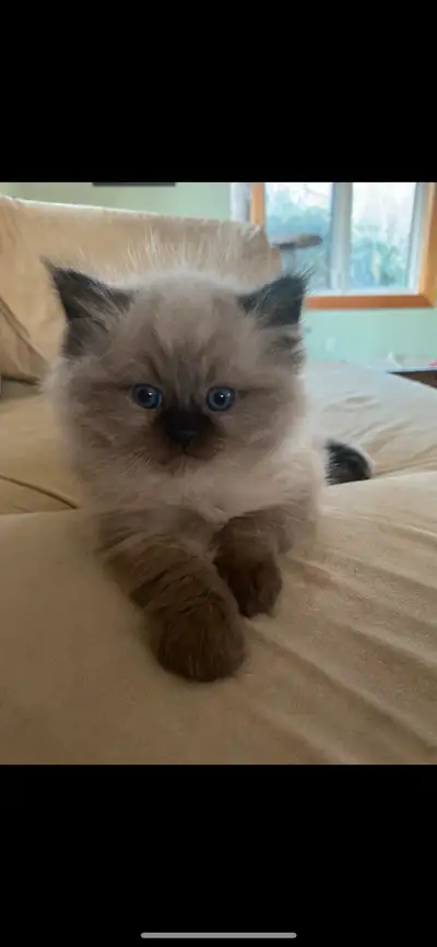 1 male ragdoll left Born February 2nd Will be ready to go Friday March 28 This baby will have his fi...