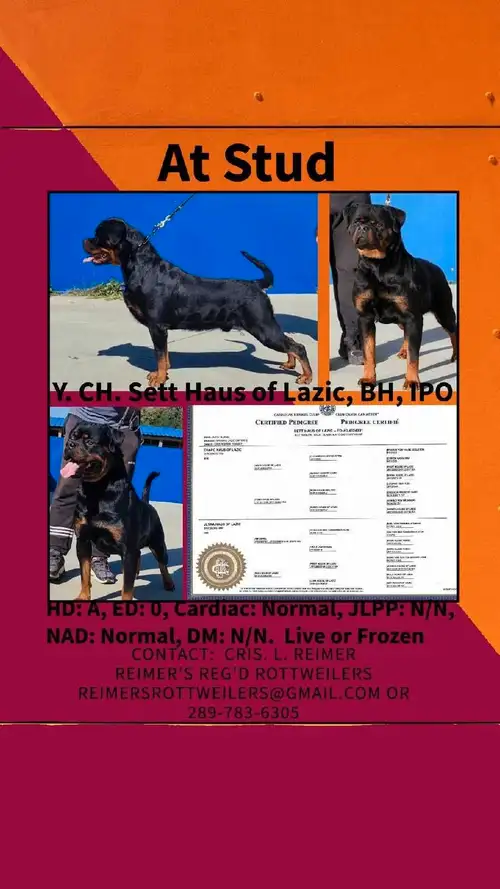 For Sale and at Stud: ✅️Our Young European Import, CH. Montenegro, *SETT HAUS OF LAZIC*, BH, IPO1 (C...