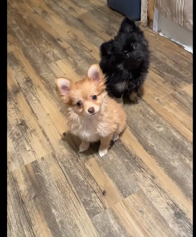 chiots pomchi in Dogs & Puppies for Rehoming in Laurentides - Image 4