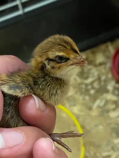 Jumbo Conturnix Quail Chicks, View more