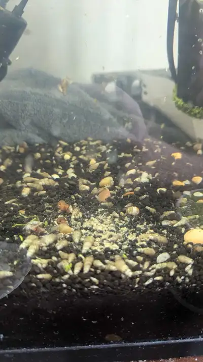 Free Snails, View more