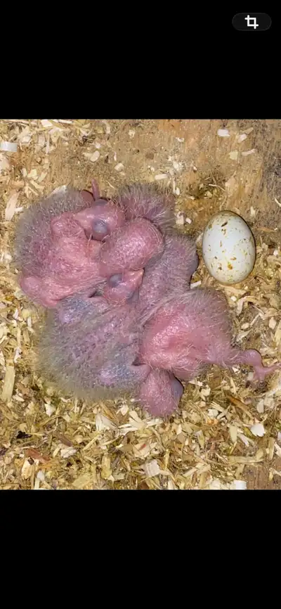 Taking names for waiting list. Baby Conures, View more