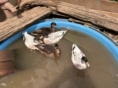 call duck drakes, View more