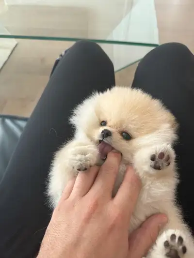 Pomeranian puppy, View more