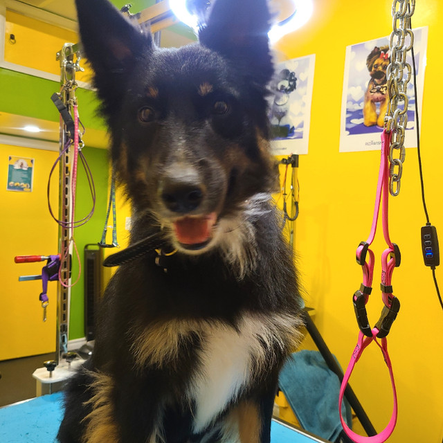 Pet grooming in Scarborough  in Animal & Pet Services in City of Toronto - Image 4