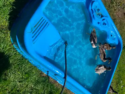 Male and female pair ducks mallard+call mix, View more