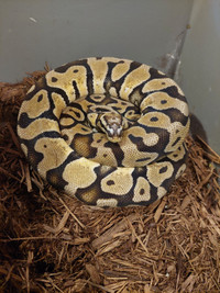 Pastel scaless head ball python