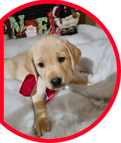 Chiot Labrador pure race, View more