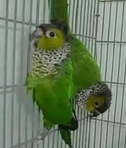 Conure avec cage, View more