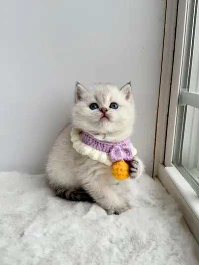 CCA & CFA Registered Cattery — Rehoming BSH Kittens, View more