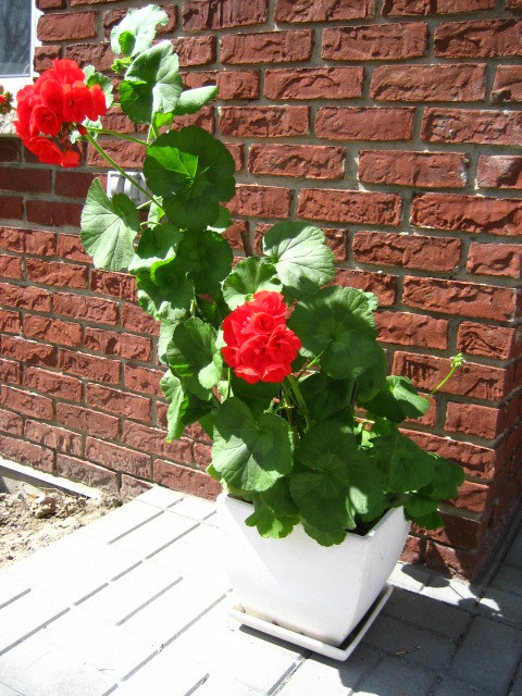 Potted Red Geranium Plant in Plants, Fertilizer & Soil in Markham / York Region - Image 3