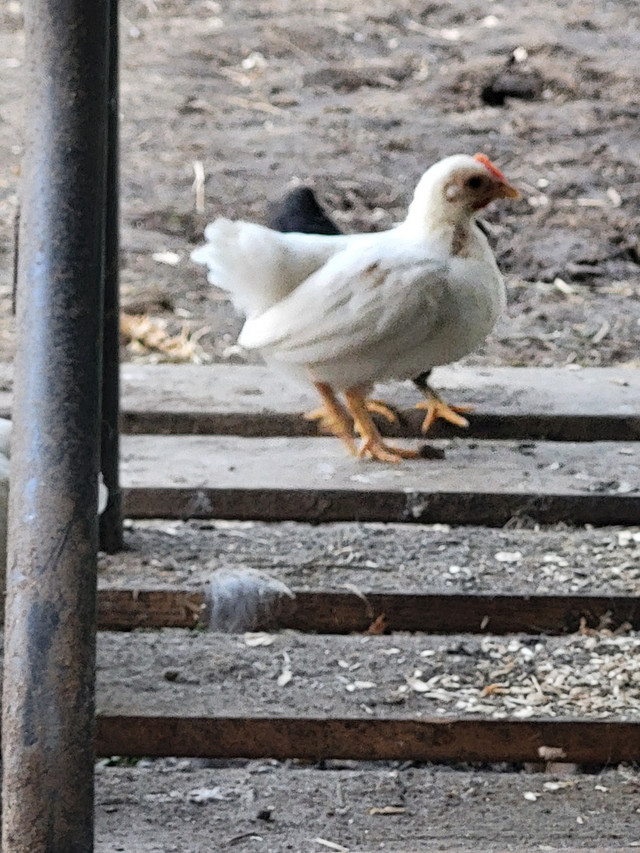 Serama Bantam chicks in Livestock in Tricities/Pitt/Maple - Image 4