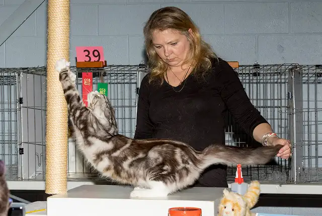 Ottawa Cat Show 2026561546781031802889