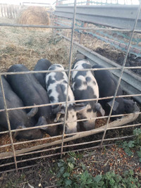 Breeding guilts and Butcher Pigs